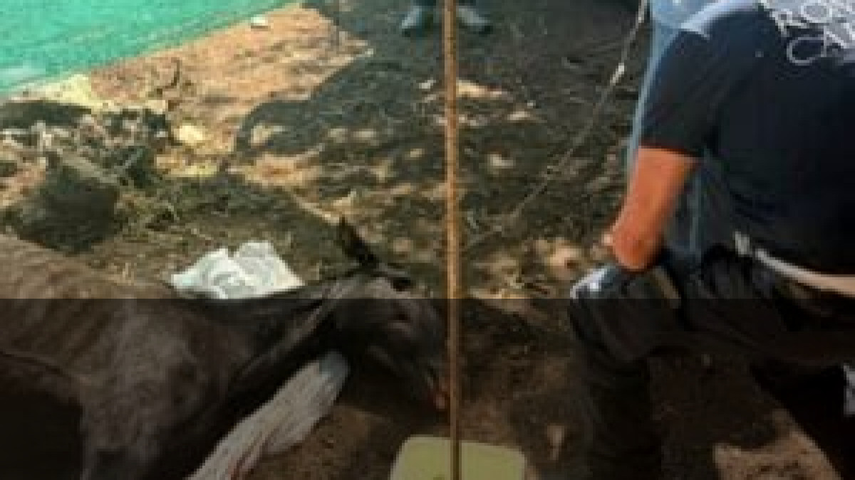 Cavalli abbandonati alla Marcigliana: chi paga per questo?