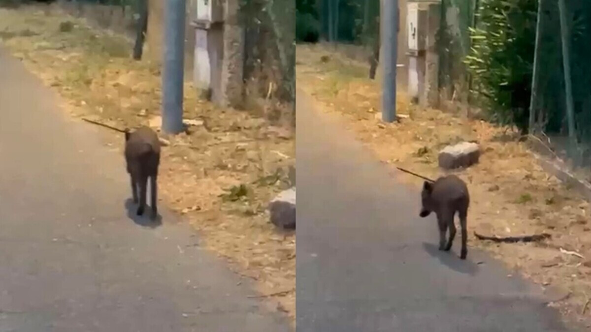 Cinghiale trafitto da una freccia alle porte di Roma: il video che fa discutere