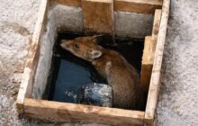 Cuccioli di volpe a Frascati, un intervento che ci fa riflettere sulla biodiversità