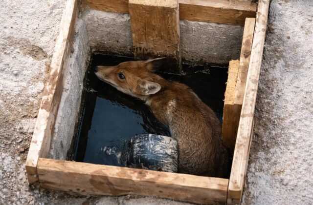 Cuccioli di volpe a Frascati, un intervento che ci fa riflettere sulla biodiversità