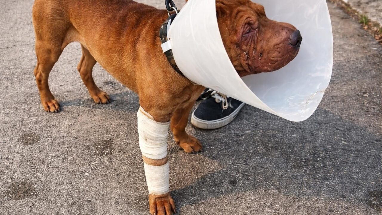 Dog sitter aggredito a Roma: un atto di coraggio in difesa degli animali