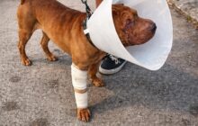 Dog sitter aggredito a Roma: un atto di coraggio in difesa degli animali