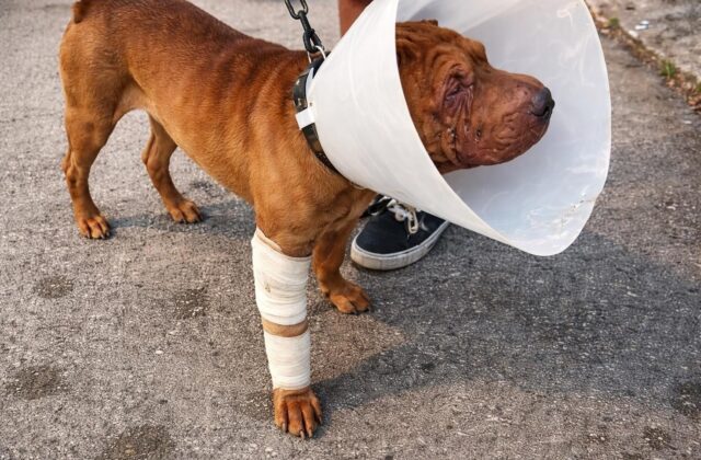 Dog sitter aggredito a Roma: un atto di coraggio in difesa degli animali