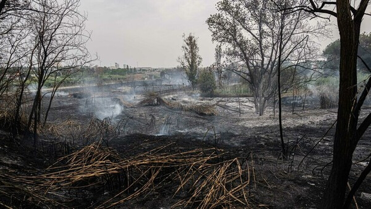 Fiamme al Parco dell’Aniene: il Ponte Nomentano espone le falle nella cura del verde