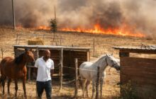 Fiamme in Ardeatina: salvi i cavalli, ma la comunità deve reagire