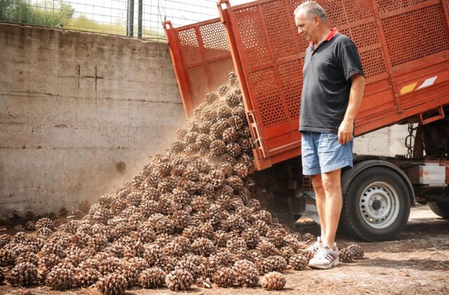 Fregene saluta la sua fabbrica di pinoli: l’ultimo atto di una tradizione in declino