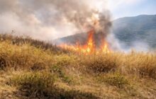 Incendi sul Monte Tuscolo: la storia si ripete, ma chi paga il prezzo?