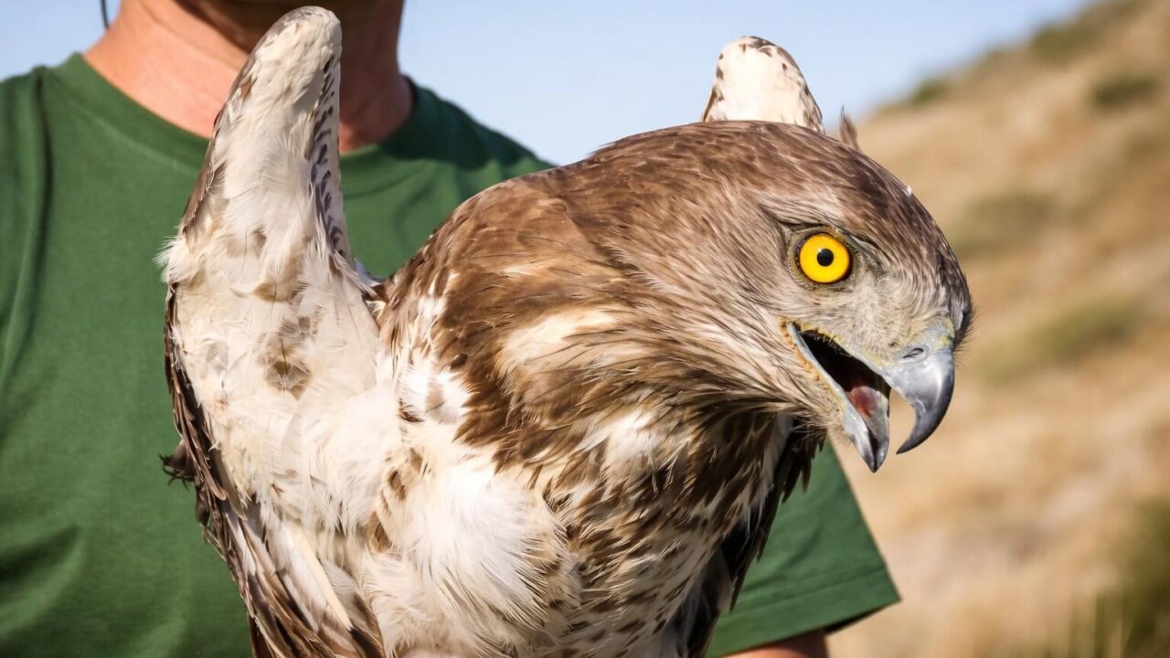 Le aquile bianche tornano a volare: un segnale di speranza per la Riviera d’Ulisse