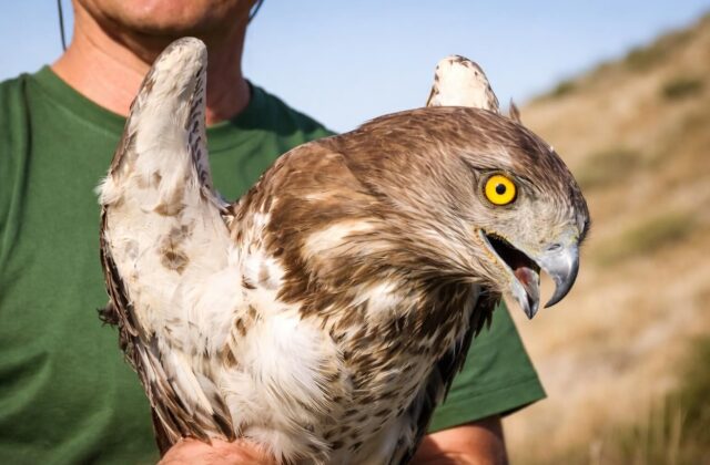 Le aquile bianche tornano a volare: un segnale di speranza per la Riviera d’Ulisse