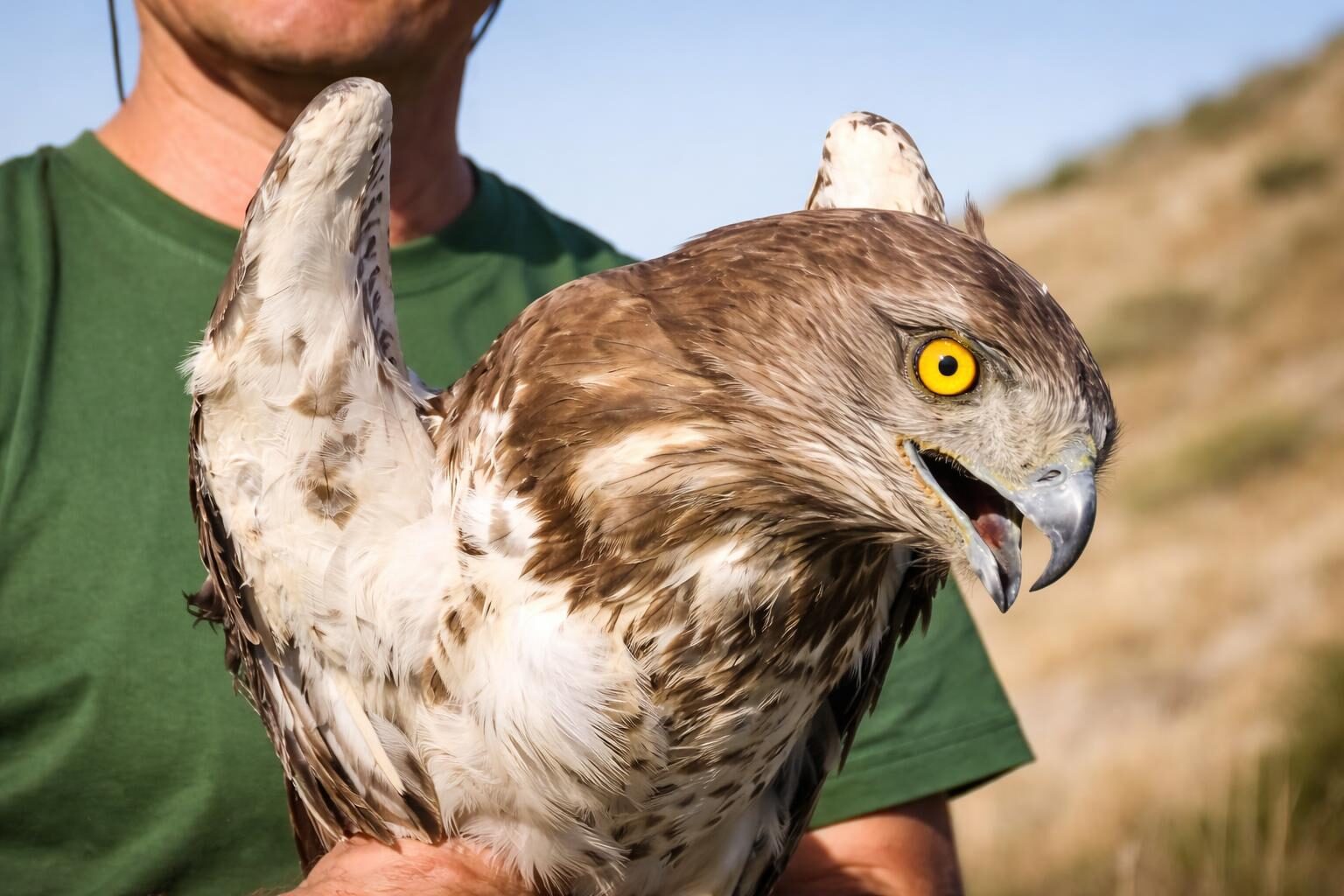 Le aquile bianche tornano a volare: un segnale di speranza per la Riviera d'Ulisse
