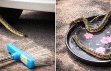 L’imprevisto di un serpente in auto: riflessioni sulla solidarietà romana
