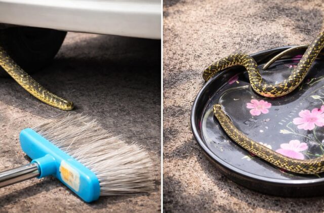 L’imprevisto di un serpente in auto: riflessioni sulla solidarietà romana