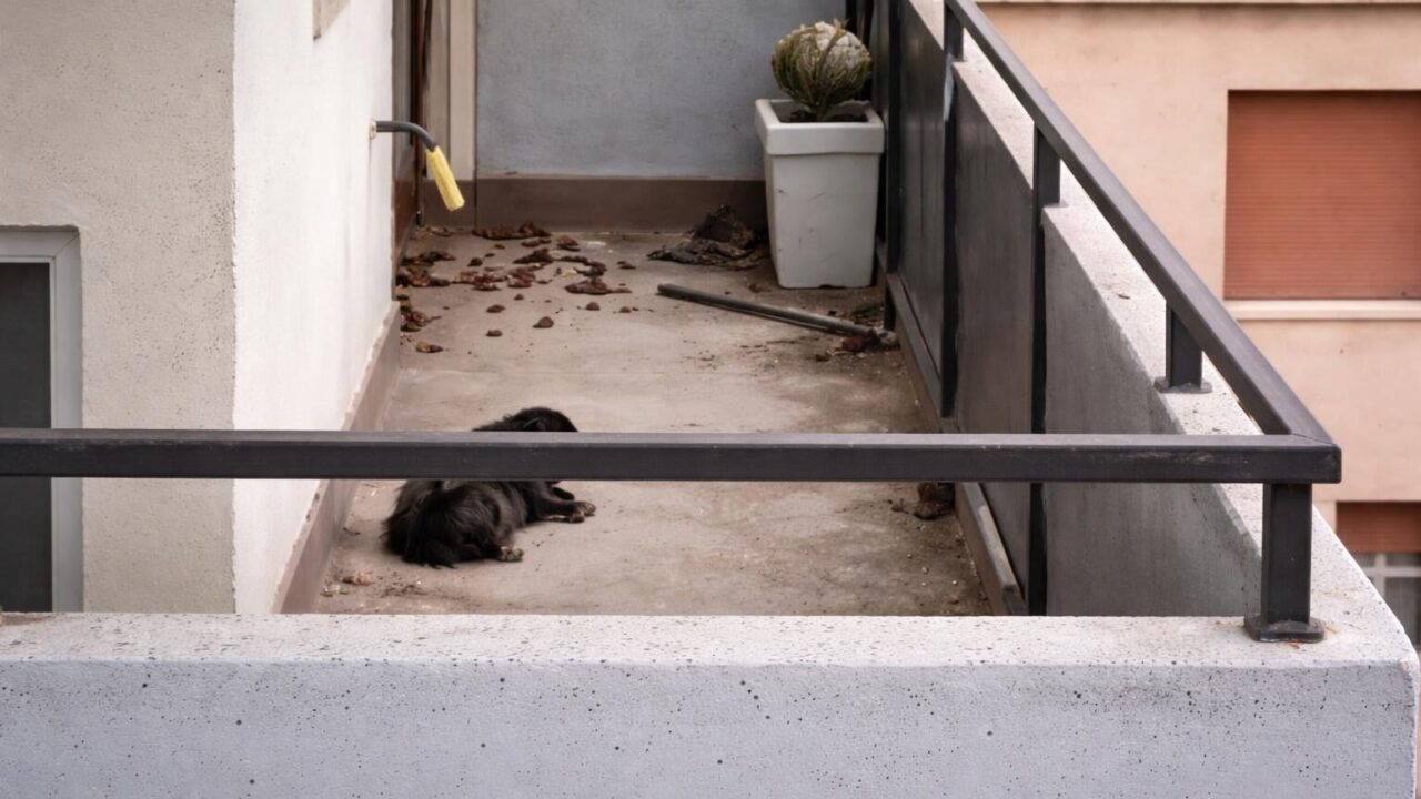 L’orrore in casa: cani abbandonati al sole e la nostra indifferenza