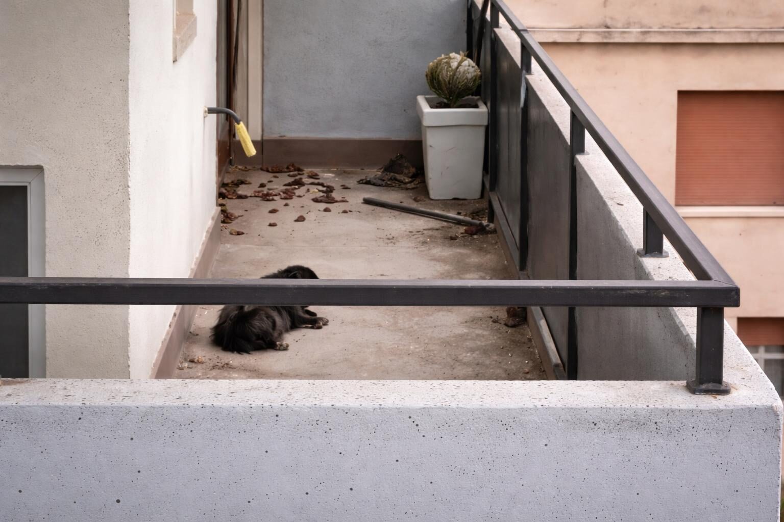 L'orrore in casa: cani abbandonati al sole e la nostra indifferenza