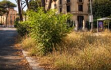 Marciapiedi a Roma: la giungla di erbacce mette a rischio la sicurezza dei cittadini