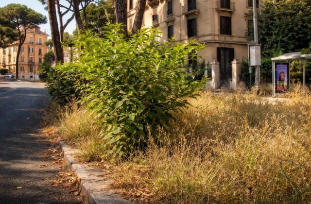 Marciapiedi a Roma: la giungla di erbacce mette a rischio la sicurezza dei cittadini