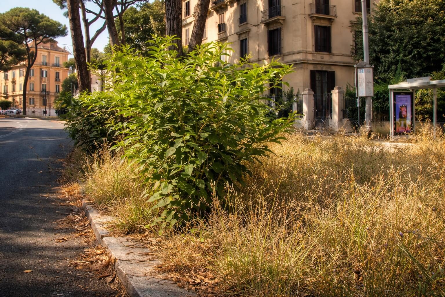 Marciapiedi a Roma: la giungla di erbacce mette a rischio la sicurezza dei cittadini
