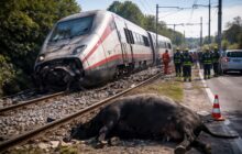 Montelibretti, il treno deragliato per colpa delle mucche: chi paga per la sicurezza?