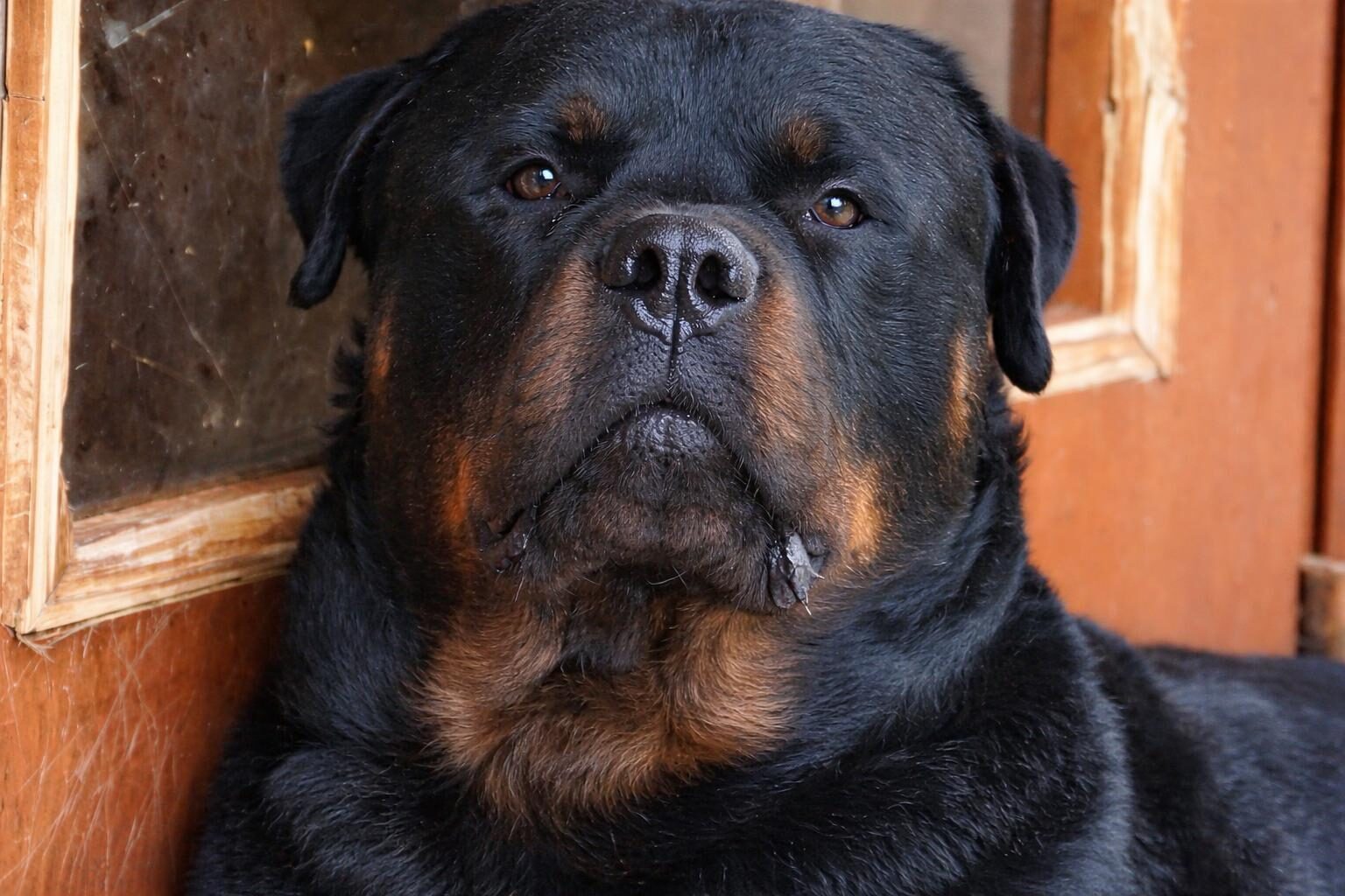 Morte di un cane a Roma: un campanello d’allarme sulla sicurezza urbana