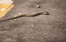 Serpenti a Roma: il boom degli avvistamenti preoccupa, ma solo uno su cento è vipera