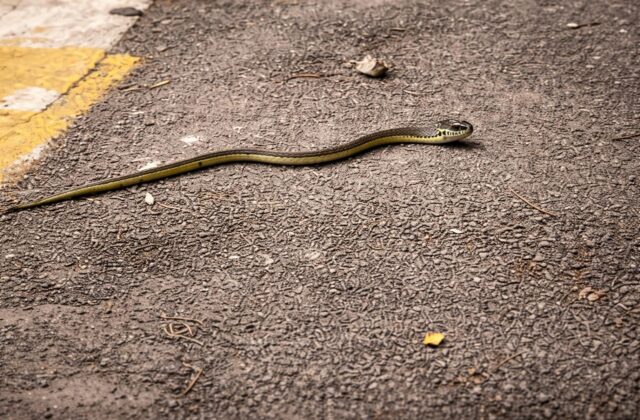 Serpenti a Roma: il boom degli avvistamenti preoccupa, ma solo uno su cento è vipera