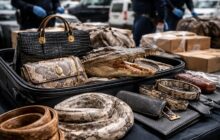 Traffico illecito di fauna selvatica a Fiumicino: il lato oscuro del lusso