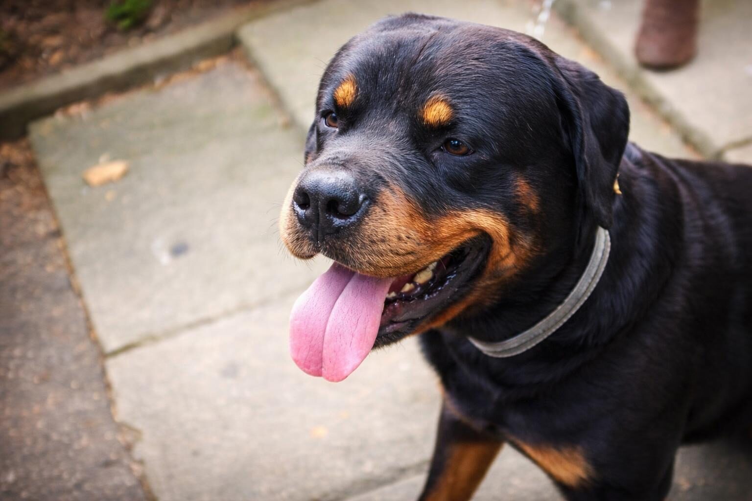 Aggressione fatale da cane: a rischio la sicurezza delle persone fragili?