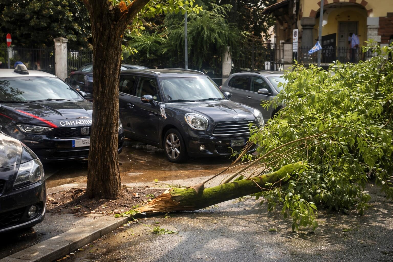 Albero cade al liceo Avogadro: tre studenti feriti e la sicurezza scolastica a rischio