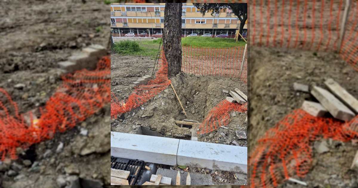 Villaggio Olimpico: cade un cipresso, CURAA accusa danni alle radici durante i lavori PNRR