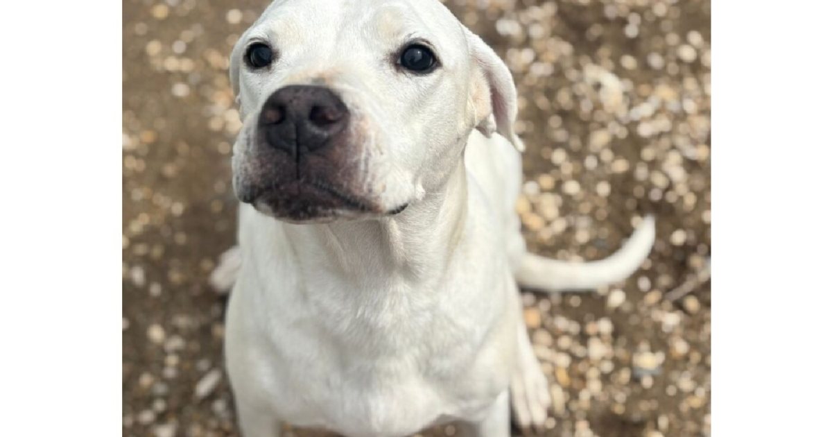 Il canile va in città: domenica 4 ottobre a Villa Pamphilj l’evento per le adozioni dei cani dei canili comunali