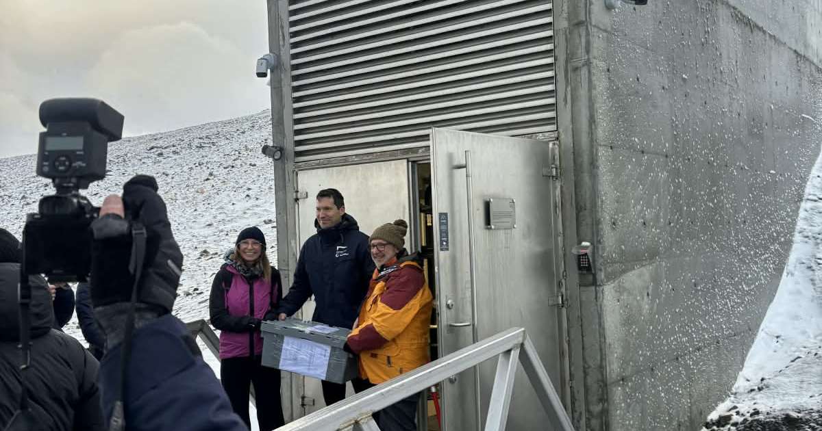 Copagri Lazio elogia CREA per deposito di 300 varietà di grano e riso nella Svalbard Global Seed Vault